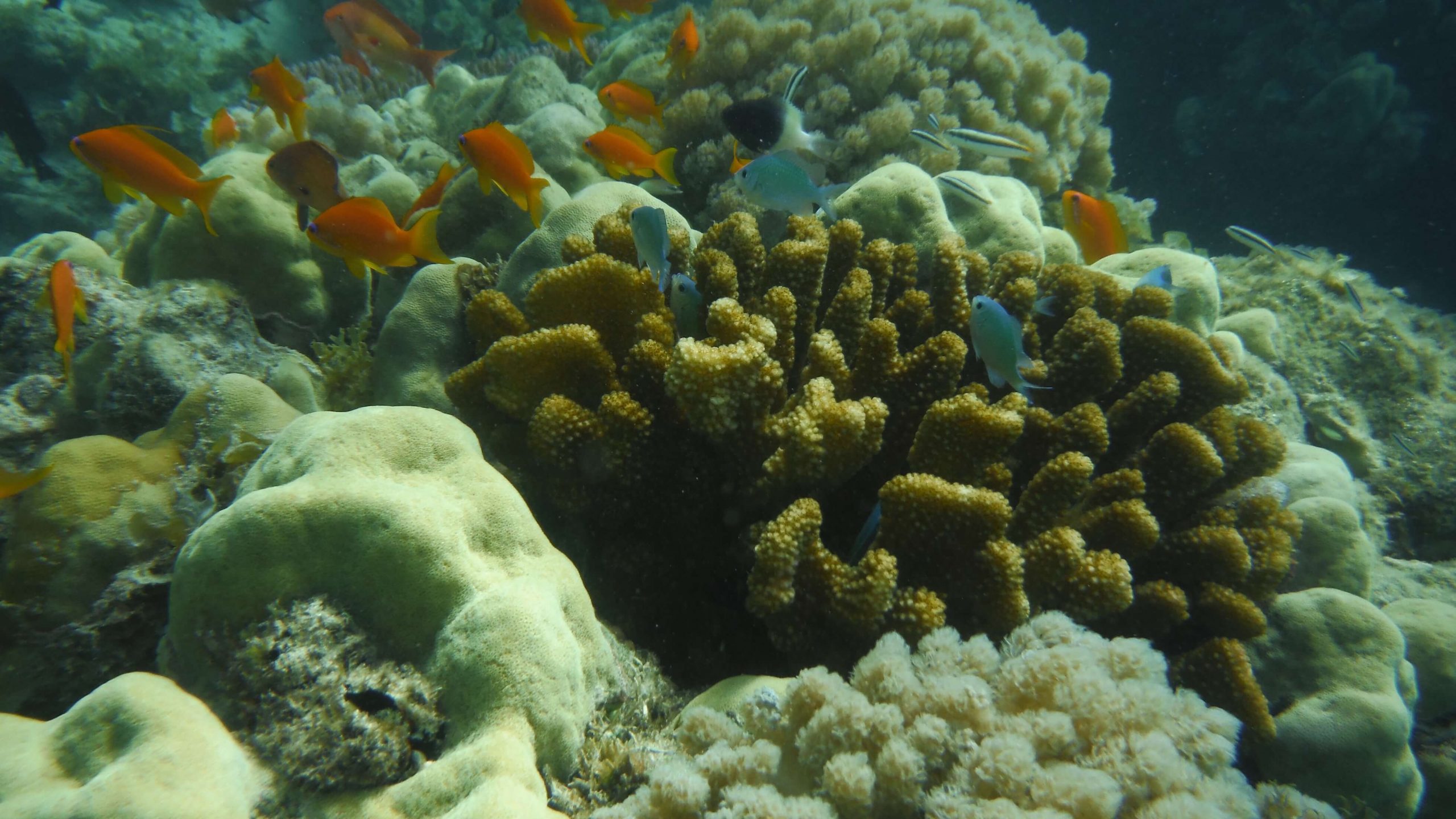 Estratégias e planos de acção de Biodiversidade Específicos